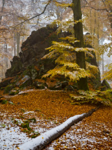 Europe, Germany, Hesse, Siegbach, Lahn-Dill-Bergland Nature Park, snow in the autumn forest at the Wilhelmsteinen Europe, Germany, Hesse, Siegbach, Lahn-Dill-Bergland Nature Park, snow in the autumn forest at the Wilhelmsteinen
